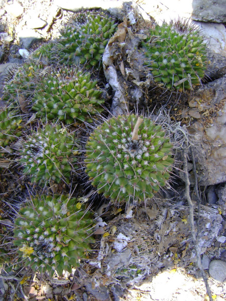 Файл:Mammillaria polyedra 2h.jpg