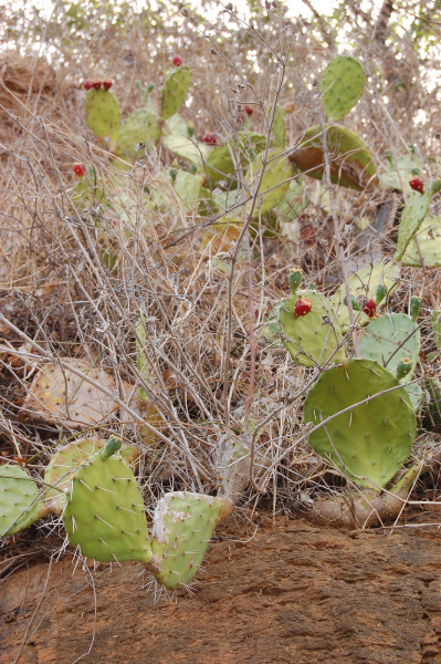 Файл:Opuntia guatemalensis 3.jpg