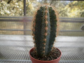 Pilosocereus azureus.jpg