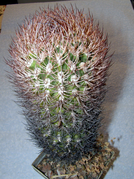 Файл:Pyrrhocactus bulbocalyx.JPG