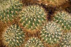 Rebutia mentosa ssp. mentosa 9.jpg