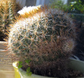 Stenocactus vaupelianus