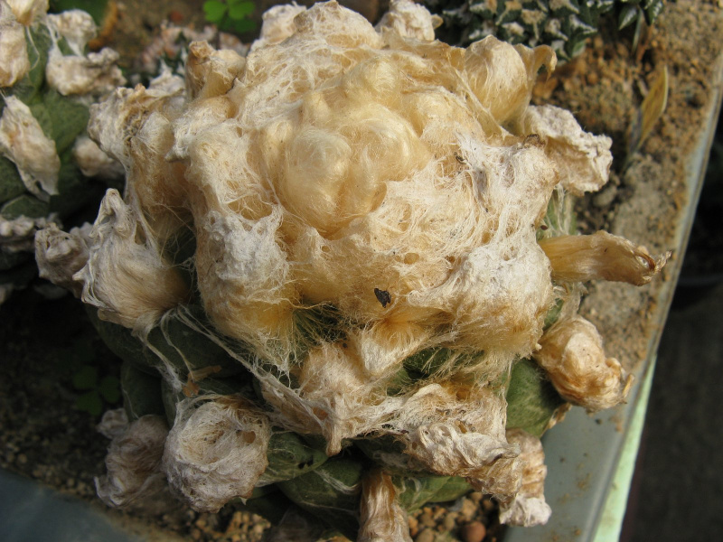 Файл:Ariocarpus lloydii 2.jpg