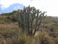Austrocylindropuntia subulata ssp. exaltata