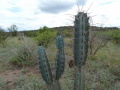Cereus aethiops