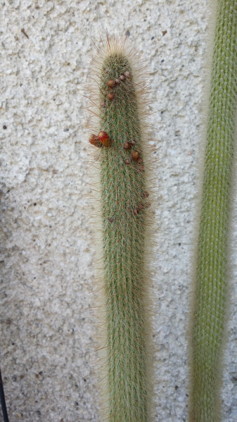 Файл:Cleistocactus smaragdiflorus 15.jpg