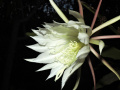 Epiphyllum lepidocarpum