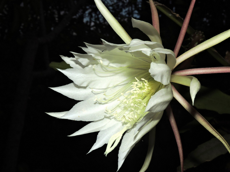 Файл:Epiphyllum lepidocarpum 2.jpg