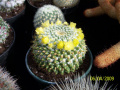 Mammillaria marksiana 3.jpg