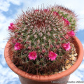 Mammillaria supraflumen 11963.jpg
