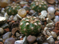 Matucana aurantiaca ssp. polzii.jpg