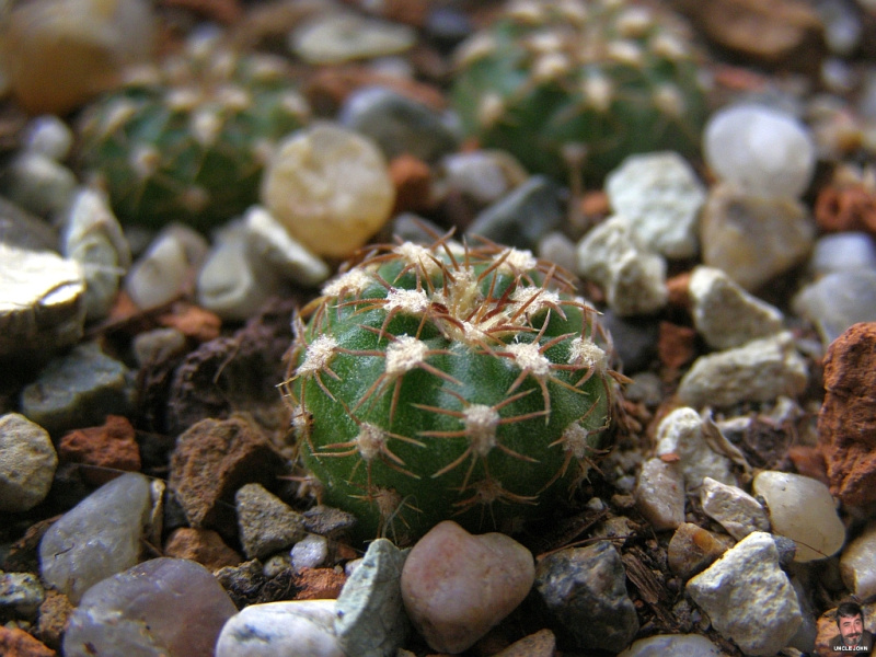 Файл:Matucana aurantiaca ssp. polzii.jpg