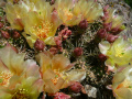 Opuntia fragilis