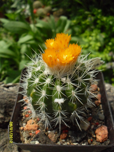 Файл:Parodia ayopayana 163.jpg
