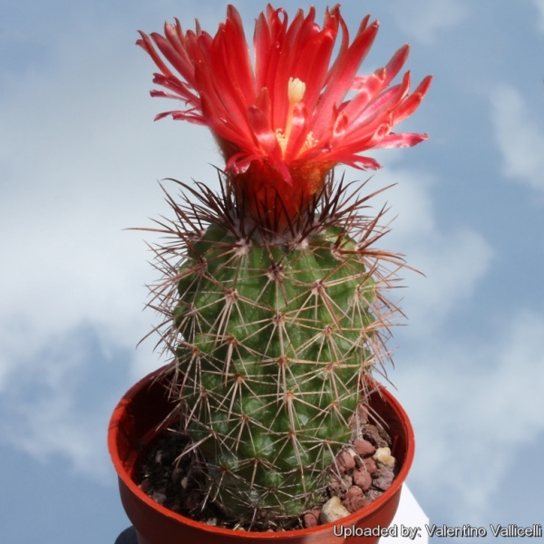 Файл:Parodia stuemeri var. tilcarensis 7841.jpg