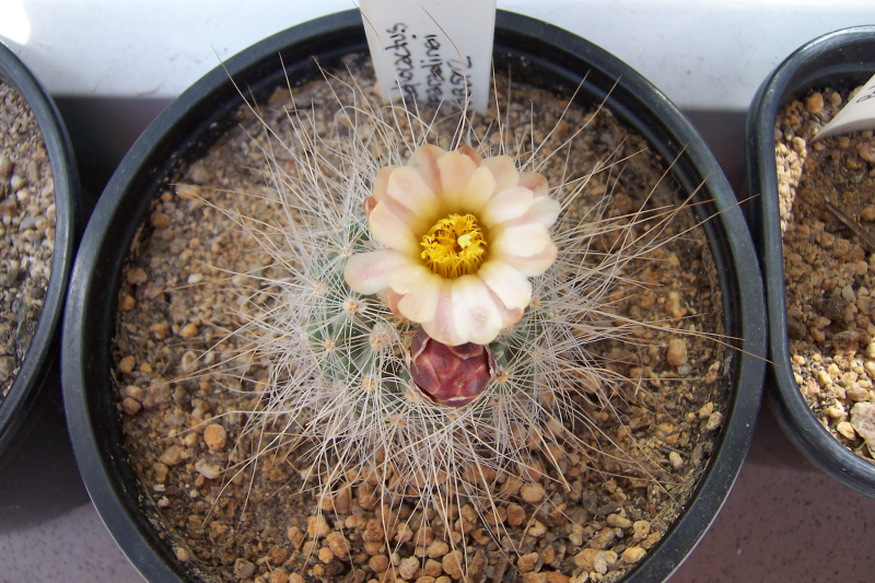 Файл:Pediocactus paradinei SB502.jpg