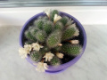 Rebutia pulvinosa ssp. albiflora 1.jpg