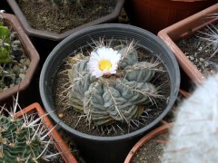 Thelocactus hexaedrophorus ssp. hexaedrophorus.JPG