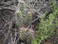 Austrocylindropuntia subulata exaltata 4.jpg