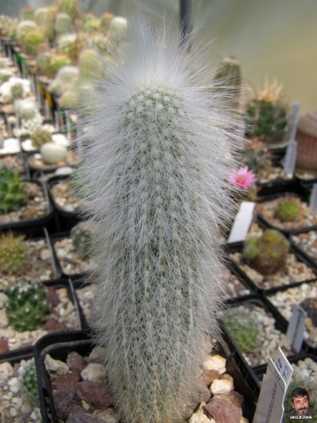Файл:Cleistocactus strausii.jpg