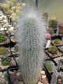 Cleistocactus strausii.jpg