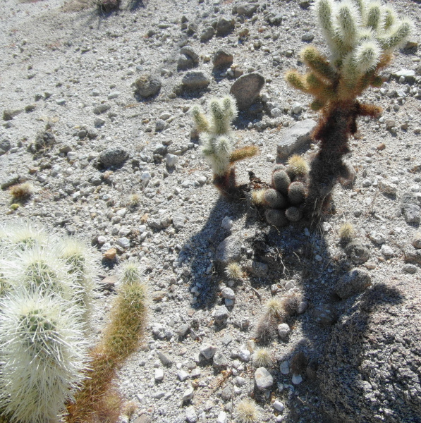 Файл:Cylindropuntia bigelovii 34.JPG