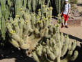 Cylindropuntia bigelovii