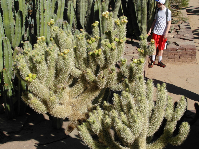 Файл:Cylindropuntia bigelovii 5.JPG