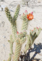 Cylindropuntia wolfii 1229.jpeg