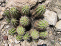Echinocereus arizonicus 2h.jpg