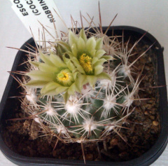 Escobaria robbinsorum Exotica.jpg