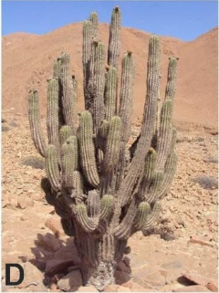 Eulychnia ritteri 1.jpg