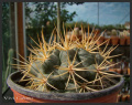 Gymnocalycium neuhuberi 5.jpg