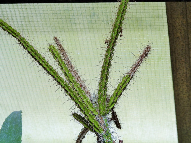 Файл:Leptocereus leonii 1.jpeg