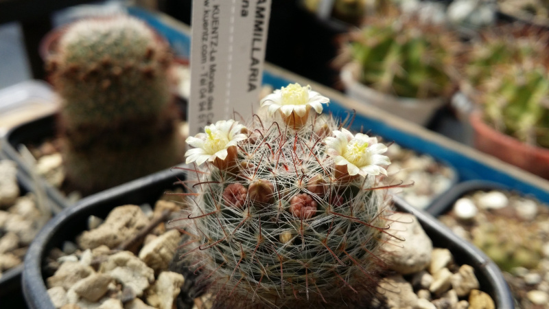 Файл:Mammillaria nana 1.jpg