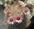 Mammillaria pennispinosa