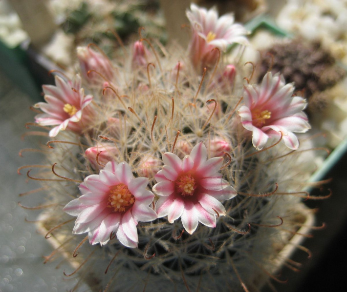 Файл:Mammillaria pennispinosa.jpg