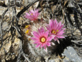 Mammillaria tetrancistra 1520.jpeg
