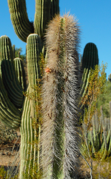 Файл:Pachycereus schottii 5.jpg