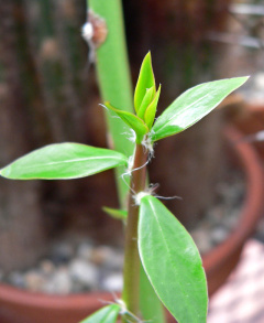 Pereskia humboldtii 1.jpg