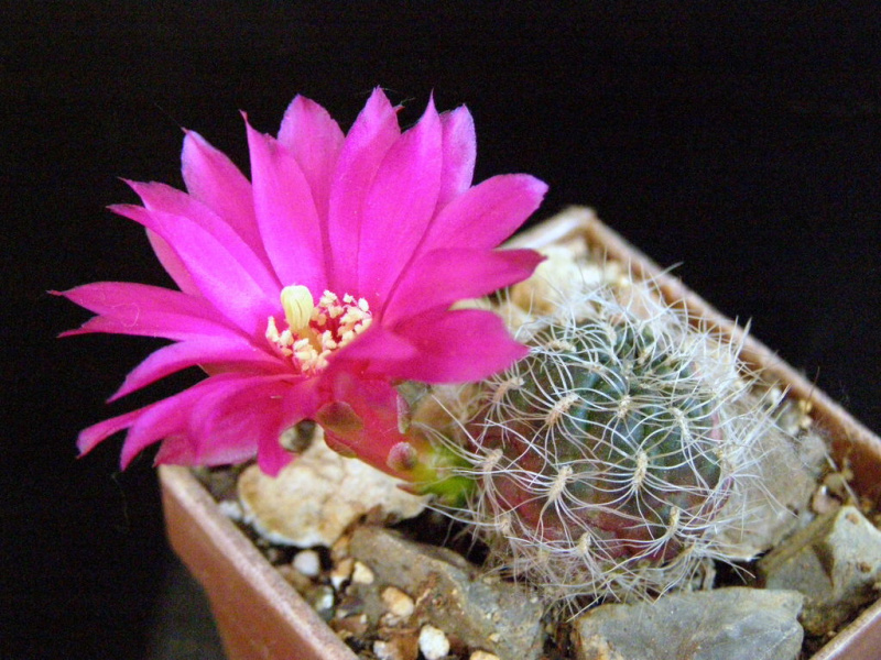Файл:Rebutia pulchra 3.jpg
