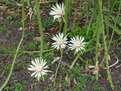 Selenicereus tricae 2.jpeg