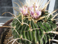 Stenocactus pentacanthus2.jpg