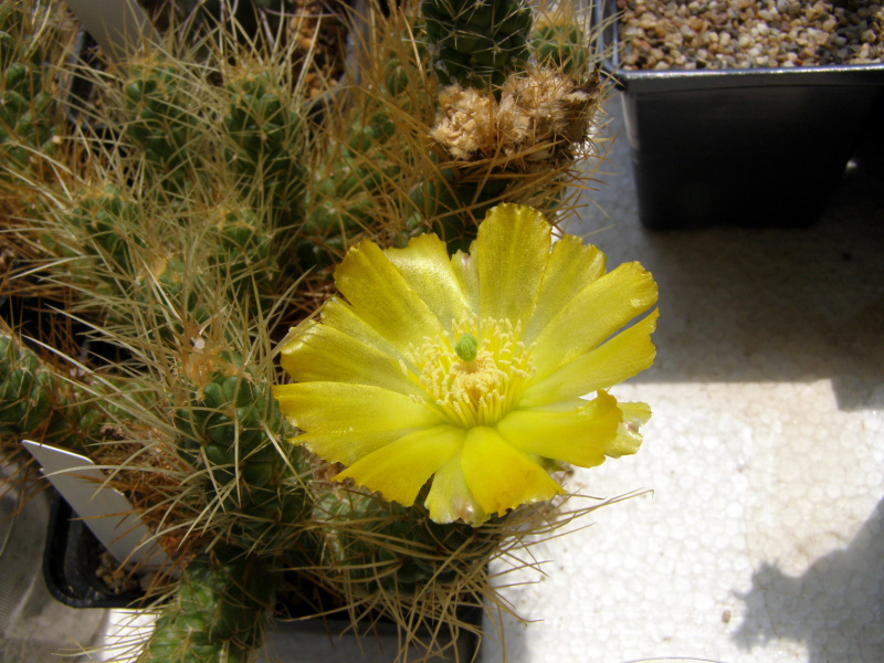 Файл:Tephrocactus weberi 2.jpg