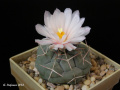 Thelocactus hexaedrophorus ssp. hexaedrophorus HO 61.JPG