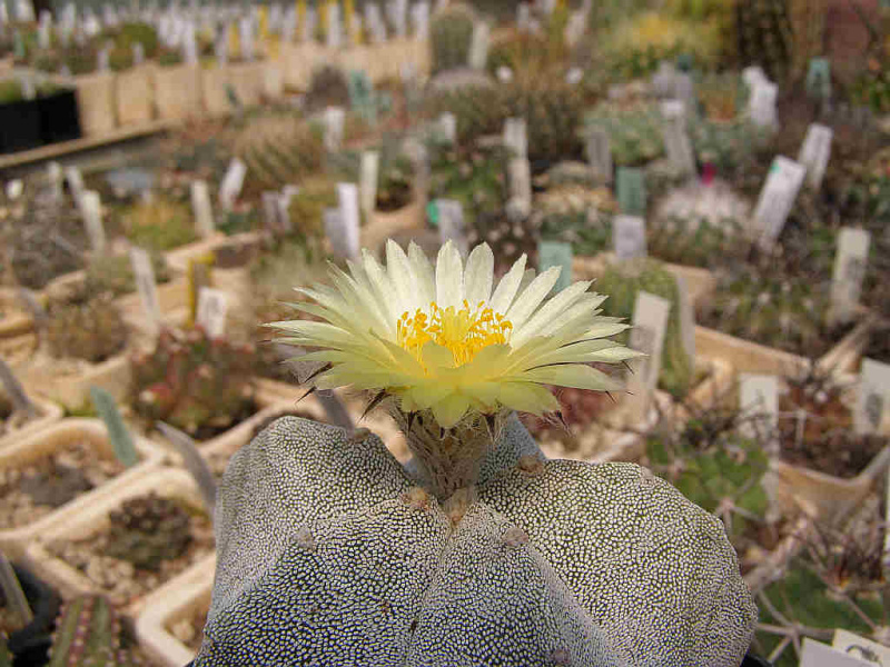 Файл:Astrophytum myriostigma 3.jpg