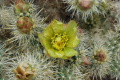 Cylindropuntia echinocarpa 2322.jpeg