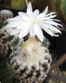Discocactus horstii