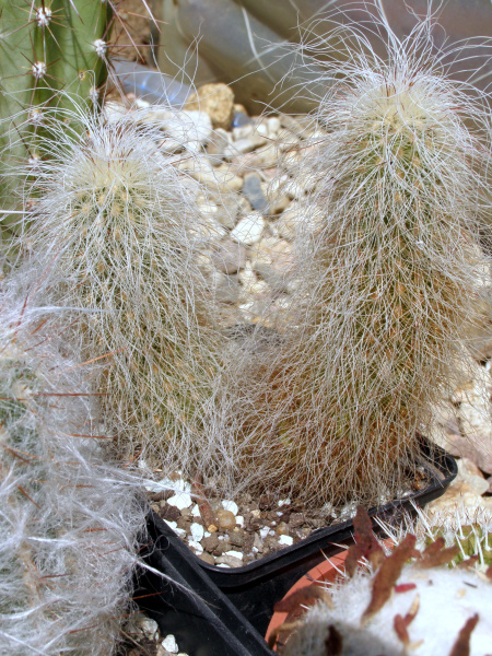 Файл:Echinocereus longisetus ssp. delaetii 2.JPG