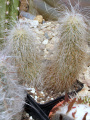 Echinocereus longisetus ssp. delaetii 2.JPG
